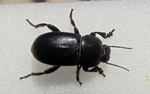 Phylan sp.